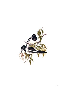 Vintage Black Throated Crow Shrike Bird Illustration