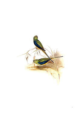 Vintage Blue Banded Grass Parakeet Bird Illustration