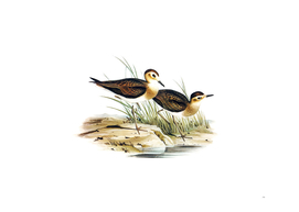 Vintage Brown Plover Bird Illustration