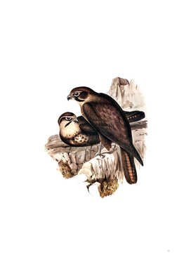 Vintage Brown Hawk Bird Illustration
