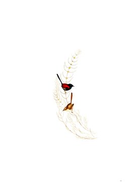 Vintage Brown’s Wren Bird Illustration