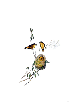 Vintage Buff Rumped Thornbill Bird Illustration