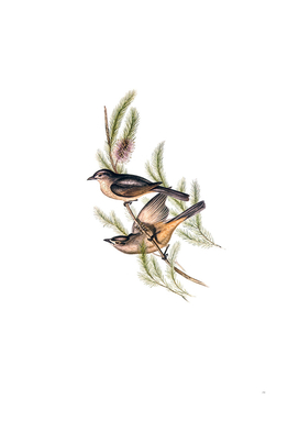 Vintage Buff Bellied Shrike Thrush Bird Illustration