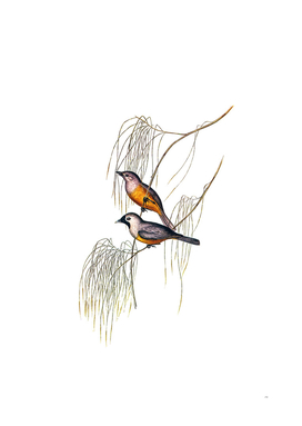 Vintage Carinated Flycatcher Bird Illustration