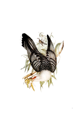 Vintage Channel Bill Cuckoo Bird Illustration