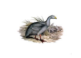 Vintage Cereopsis Goose Bird Illustration