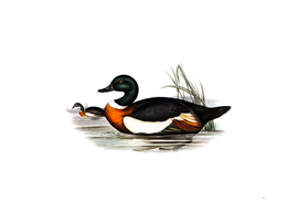 Vintage Chesnut Coloured Shieldrake Bird Illustration