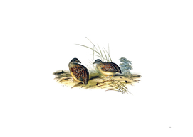 Vintage Chestnut Backed Buttonquail Bird Illustration