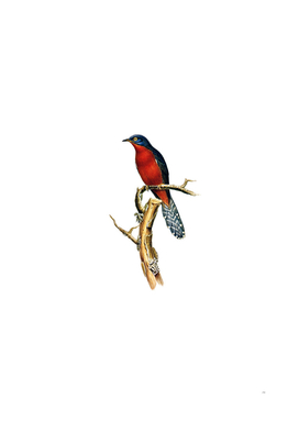 Vintage Chestnut Breasted Cuckoo Bird Illustration