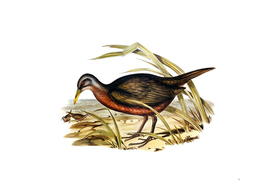 Vintage Chestnut Bellied Rail Bird Illustration