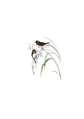 Vintage Chestnut Breasted Finch Bird Illustration