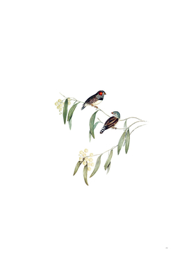 Vintage Chestnut Eared Finch Bird Illustration