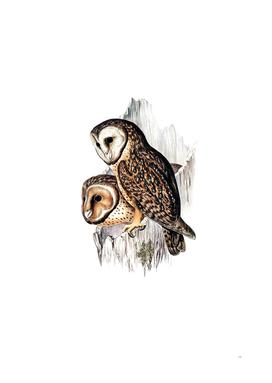 Vintage Chestnut Faced Owl Bird Illustration