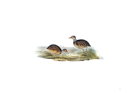 Vintage Collared Plains Wanderer Bird Illustration