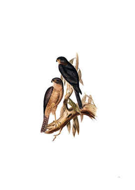 Vintage Collared Sparrowhawk Bird Illustration