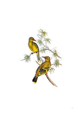 Vintage Crescent Marked Oriole Bird Illustration