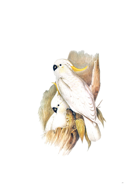 Vintage Crested Cockatoo Bird Illustration