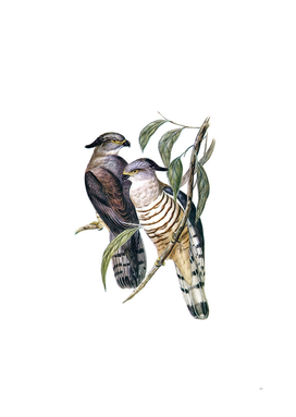 Vintage Crested Hawk Bird Illustration