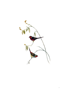 Vintage Crimson Finch Bird Illustration