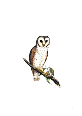 Vintage Delicate Owl Bird Illustration
