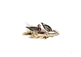 Vintage Curlew Sandpiper Bird Illustration