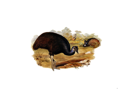 Vintage Dwarf Cassowary Bird Illustration