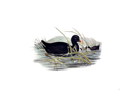 Vintage Dusky Moorhen Bird Illustration