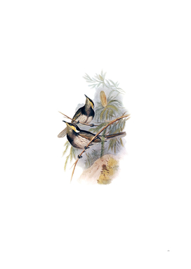Vintage Fasciated Honeyeater Bird Illustration