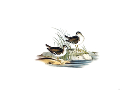Vintage Fairy Sandpiper Bird Illustration