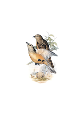 Vintage Fawn Breasted Bowerbird Bird Illustration