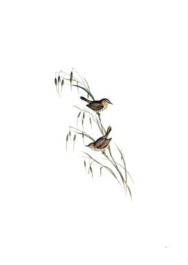 Vintage Field Reed Lark Bird Illustration