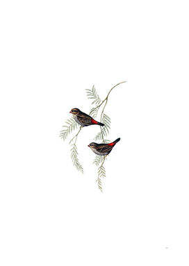 Vintage Fire Tailed Finch Bird Illustration