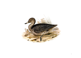 Vintage Freckled Duck Bird Illustration