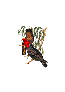 Vintage Gang Gang Cockatoo Bird Illustration
