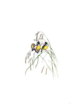 Vintage Gouldian Finch Bird Illustration