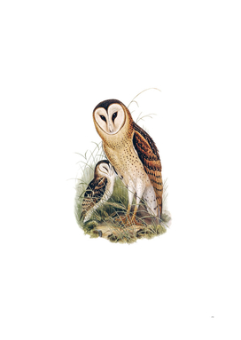 Vintage Grass Owl Bird Illustration