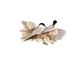 Vintage Graceful Tern Bird Illustration