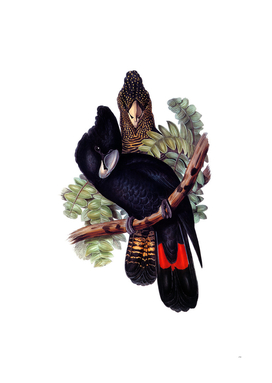 Vintage Great Billed Black Cockatoo Bird Illustration