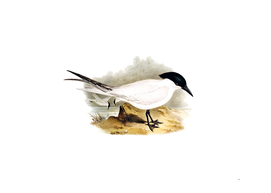 Vintage Great Footed Tern Bird Illustration