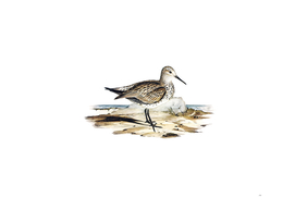 Vintage Great Sandpiper Bird Illustration