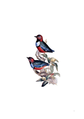 Vintage Greater Blue Breasted Pitta Bird Illustration