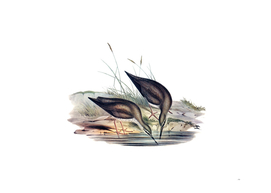 Vintage Grey Rumped Sandpiper Bird Illustration