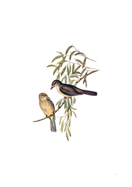 Vintage Grey Shrike Thrush Bird Illustration