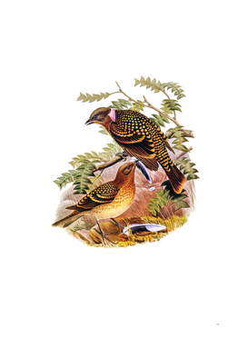 Vintage Guttated Bower Bird Illustration