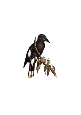 Vintage Hill Crow Shrike Bird Illustration