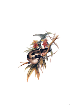 Vintage Helmeted Honeyeater Bird Illustration