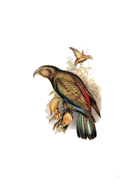 Vintage Kea Parrot Bird Illustration