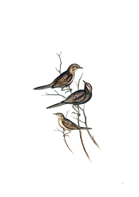 Vintage Lack Breasted Songlark Bird Illustration