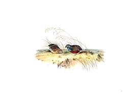 Vintage King Chinese Quail Bird Illustration