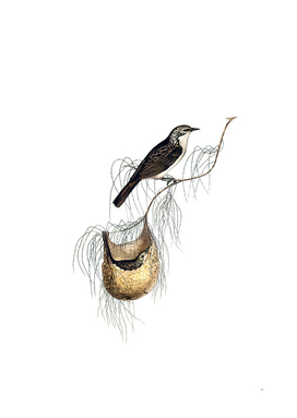 Vintage Lanceolate Honeyeater Bird Illustration